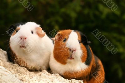 Two guinea pigs