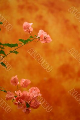 Orange flowery background