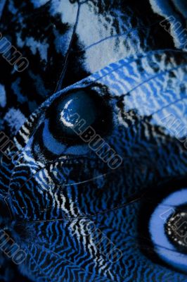 blue butterfly wing blue butterfly wing