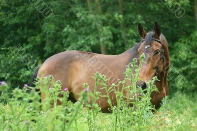 Hiding horse