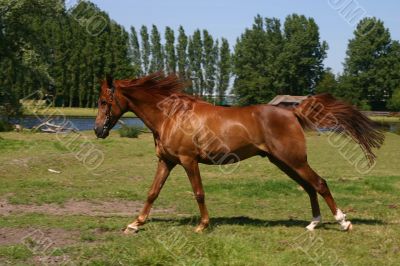 Running arabian horse