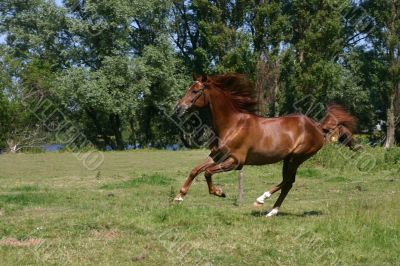 Arabian horse