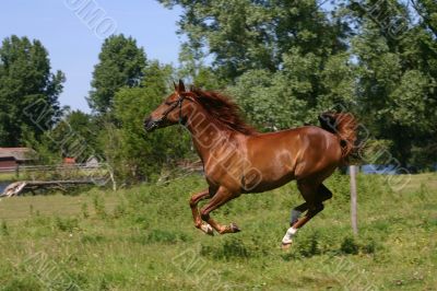 Running horse