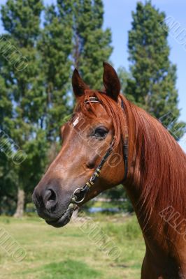 Arabian horse portrait