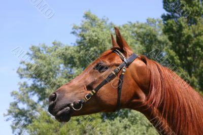 Chestnut Arabian