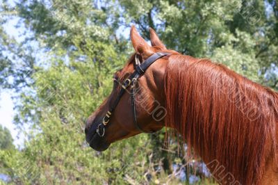 Arabian horse