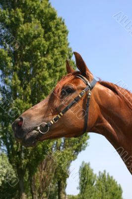 Arabian chestnut