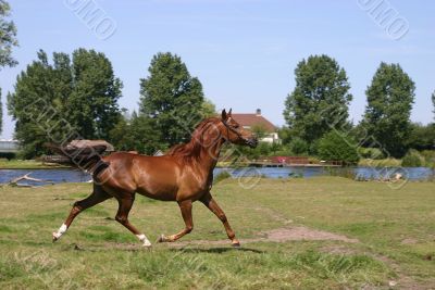 Arabian horse trot