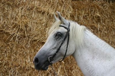 Arabian horse portrait