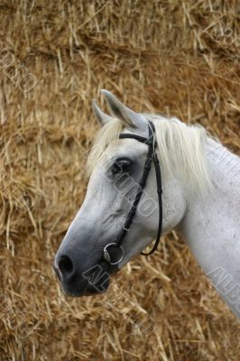 Grey horse against straw