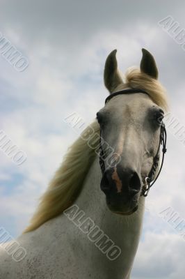 Cloudy sky, white arabian