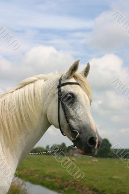 Friendly arabian horse