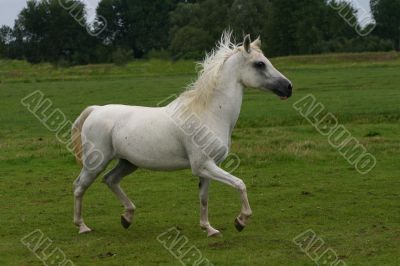 Arabian horse running free