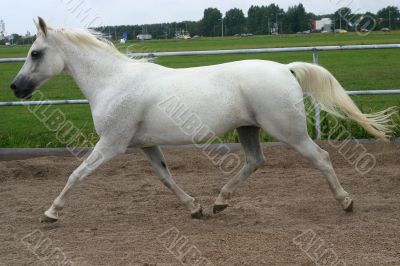 Arabian horse trot