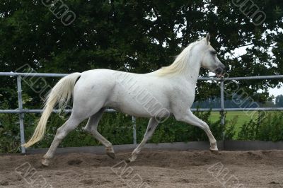 Running arabian horse