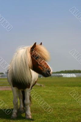 Pony in a field Pony in a field