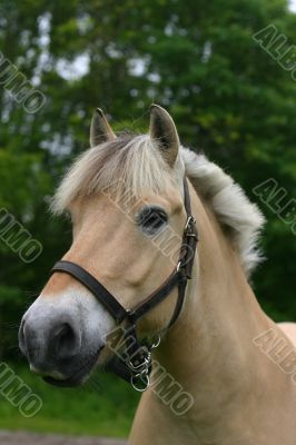 Fjord horse portrait