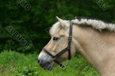 Horse portrait