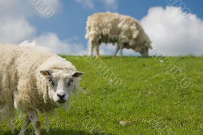 old sheep staring into the lens