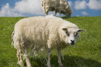 Old sheep staring into the lens