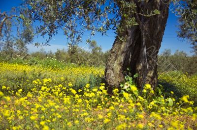 spring olive tree