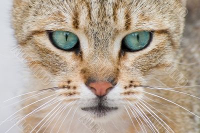 closeup portrait of a kitten with blue eyes