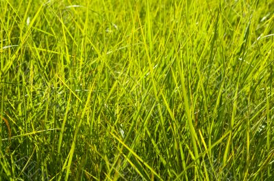 bright green grass texture