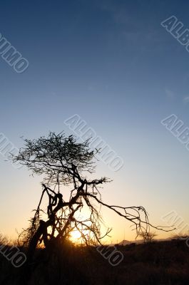 Tree silhouette in sunset