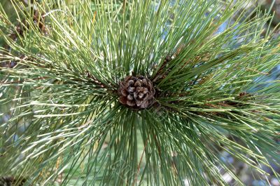 pine cone on branch