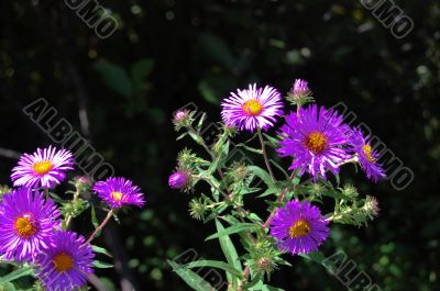 purple wildflowers