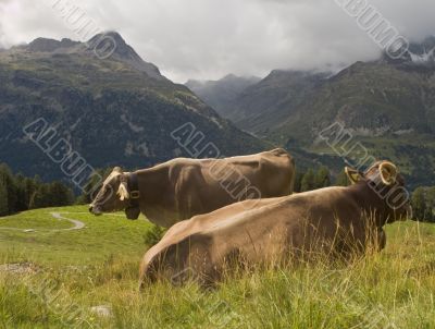 Cows in the mountains