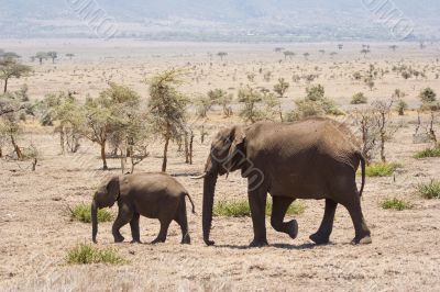 elephants in natural environment