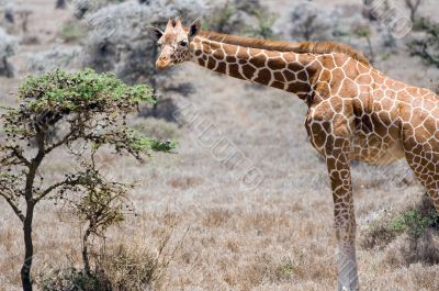 Giraffe feeding on tree