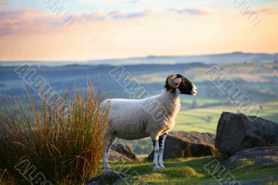 Highland Sheep