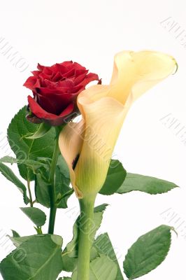 Yellow Lily &amp; Red Rose