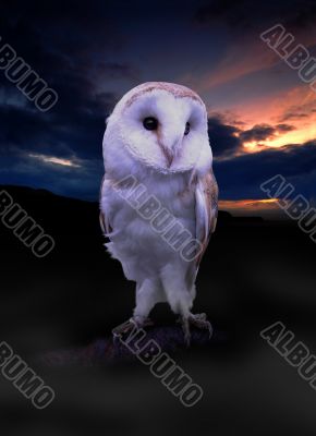 Irish Barn Owl