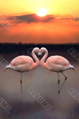 Flamingo Heart