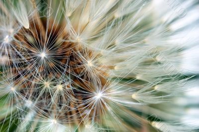 Dandelion Dandelion