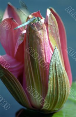 Dragonfly on a Pink Flower Dragonfly on a Pink Flower