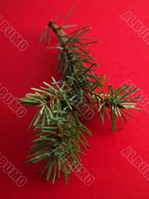 pineneedles pineneedles