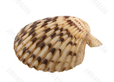 clam shell