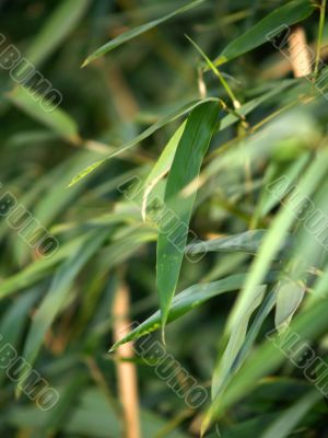 green leaves