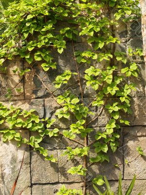 vine on rock wall