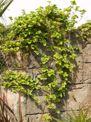 vine on rock wall