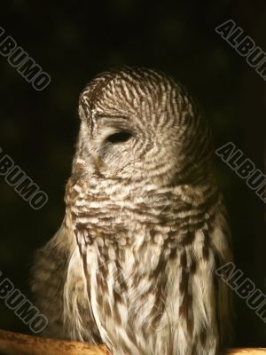 spotted owl