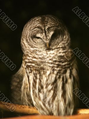 spotted owl