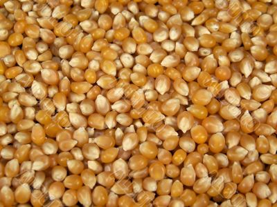Full Frame Photo of Yellow Popcorn Kernels Full Frame Photo of Yellow Popcorn Kernels