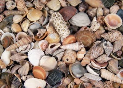 Full Frame Photo of Small Seashells Full Frame Photo of Small Seashells