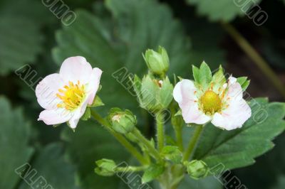 Strawberry, flower