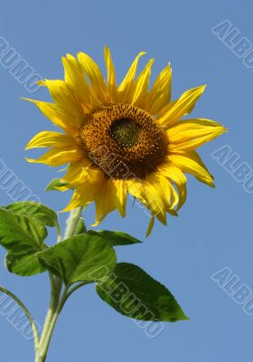 Sunny Sunflower